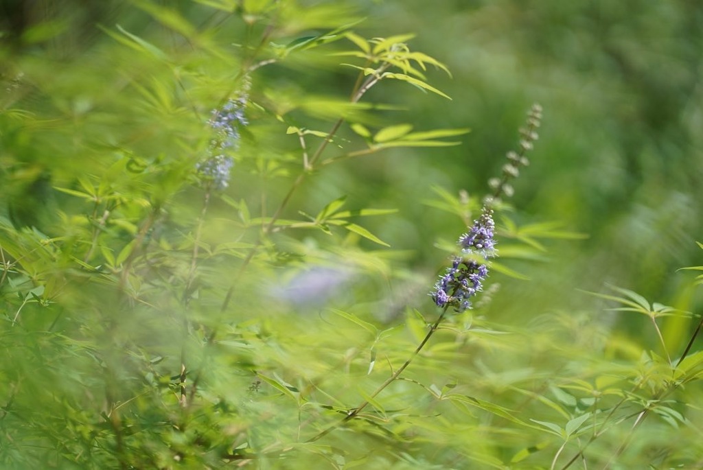 庭の花？