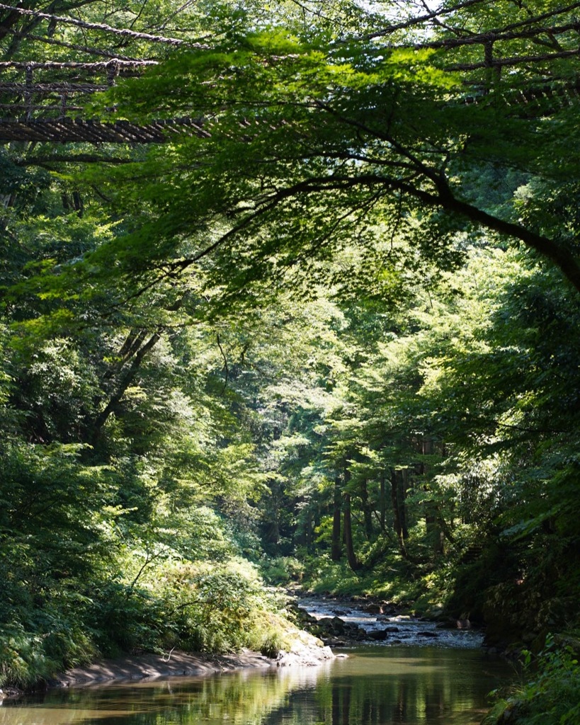 福井県 かずら橋