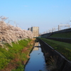 桜と小川と新幹線