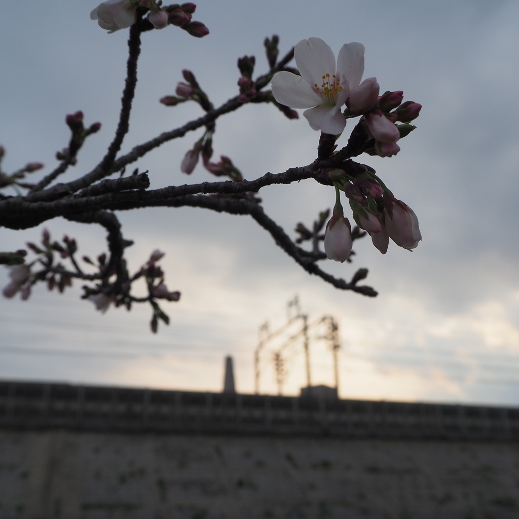 桜咲きはじめ