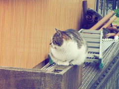 のらねこよこがお