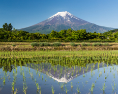 田植えの後