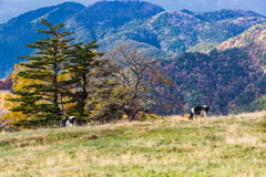 山田牧場から