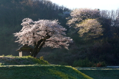 小沢の桜