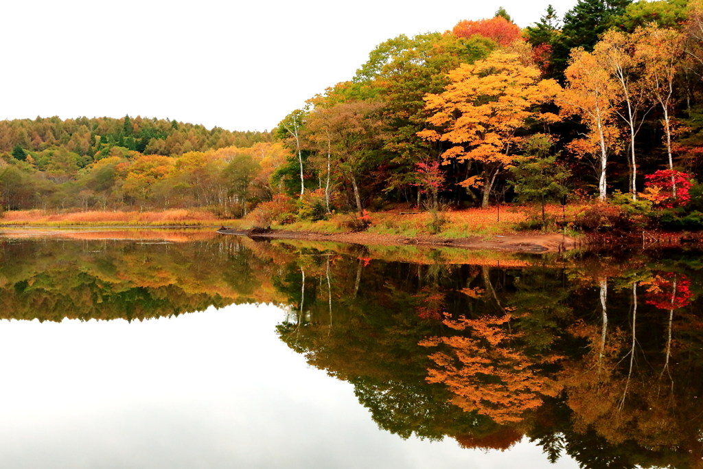 小鳥ヶ池の紅葉Ⅱ