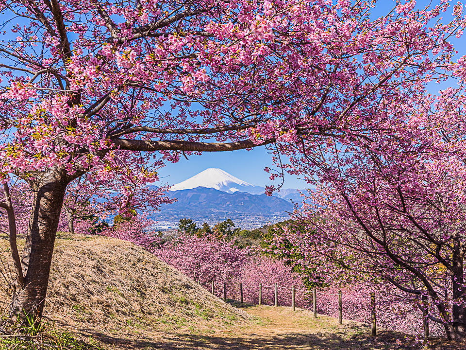 河津桜とⅡ