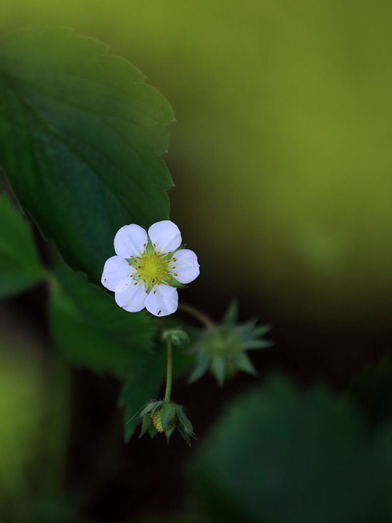 苺の花