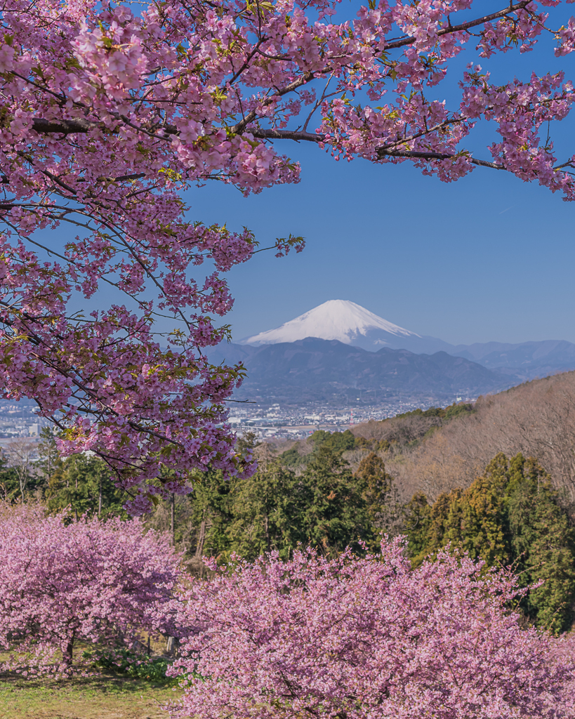 桜と富士山Ⅱ