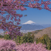 桜と富士山Ⅱ