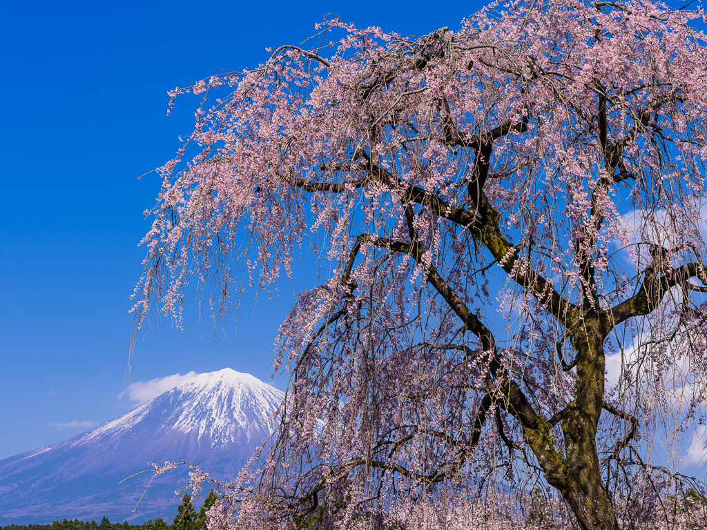 枝垂れ桜と