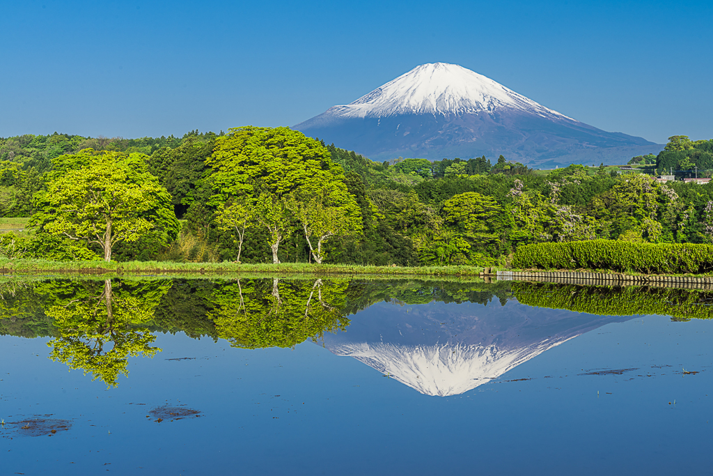 田植え前