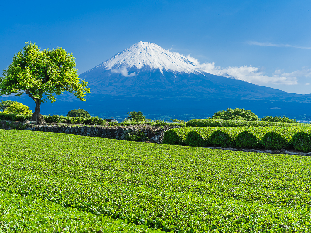 茶畑と