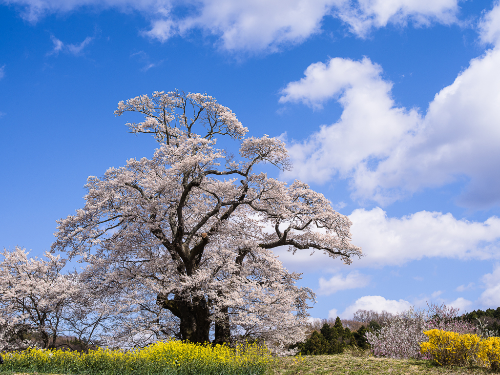 塩ノ崎の大桜