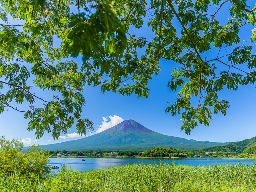 木陰から