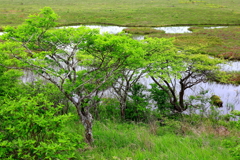 初夏の八島湿原