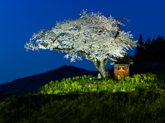 小沢の桜