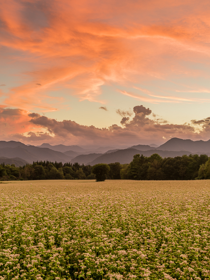高杖高原夕景