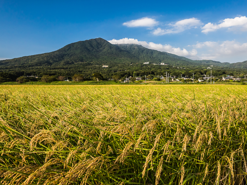 紫峰（９月）