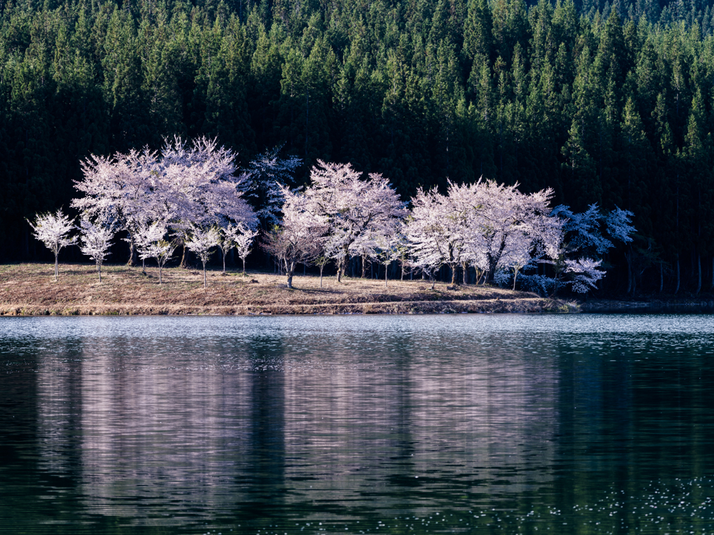 中子の桜