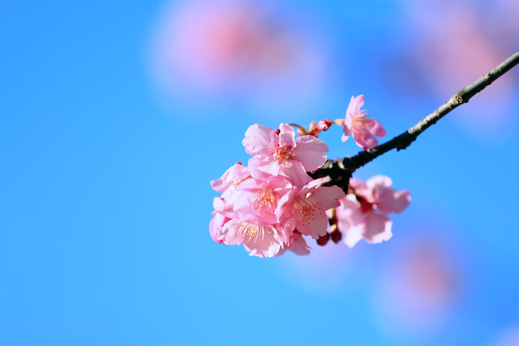 河津桜