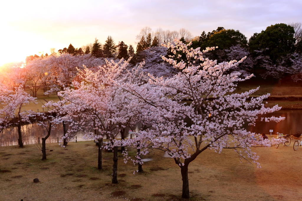 公園の桜