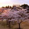 公園の桜