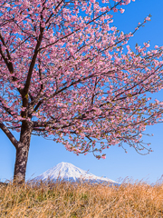 河津桜と