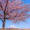 河津桜と