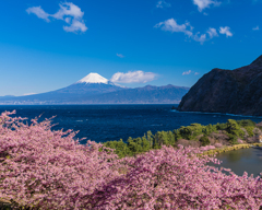 河津桜とⅡ