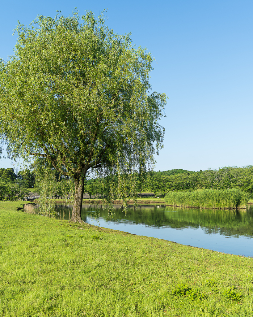 公園散歩