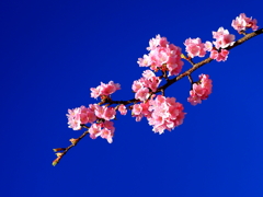 河津桜Ⅱ