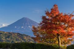 紅葉と富士