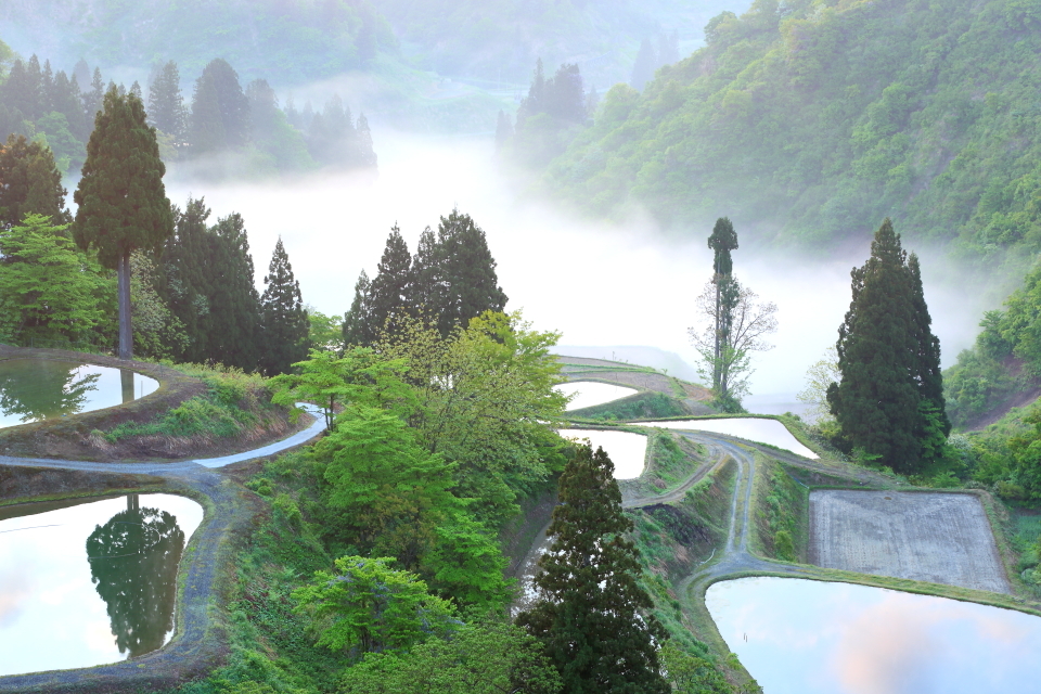 山古志の棚田