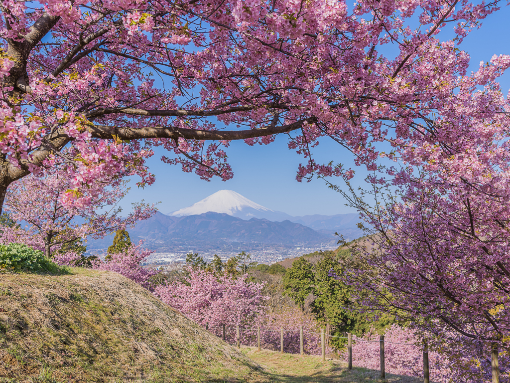桜と富士山Ⅰ
