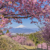 桜と富士山Ⅰ