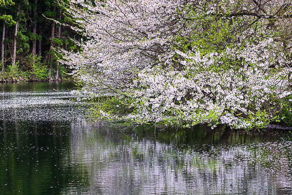 畔の桜
