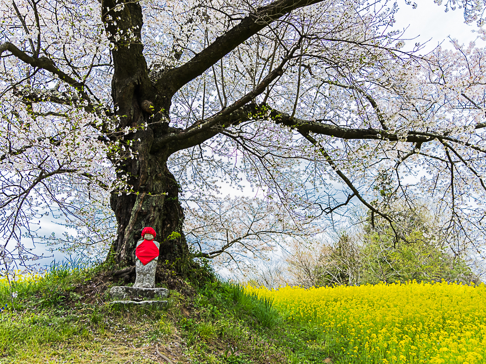 人待ち地蔵桜