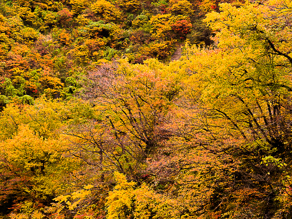 十日町の紅葉