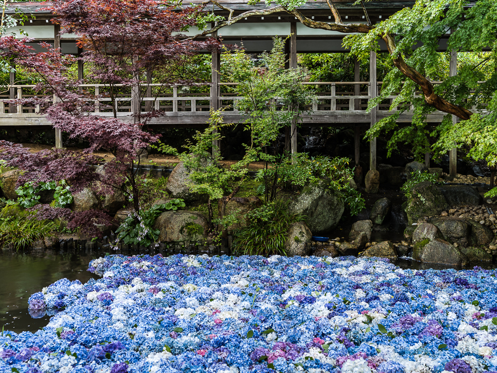 紫陽花池