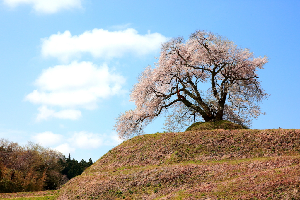 平堂壇の桜