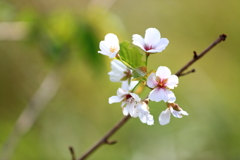 10月の桜