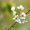 10月の桜