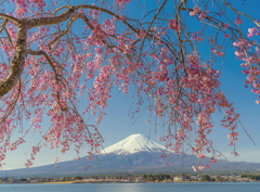 桜と富士山Ⅳ