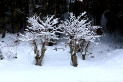 雪の花