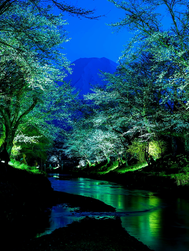 夜桜