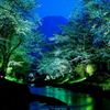 夜桜