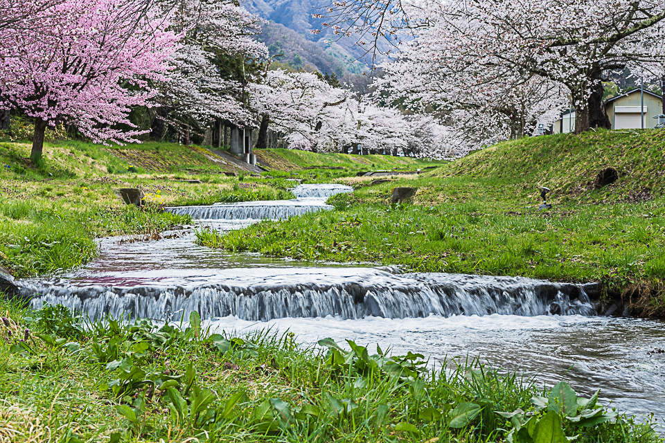 観音寺川の桜