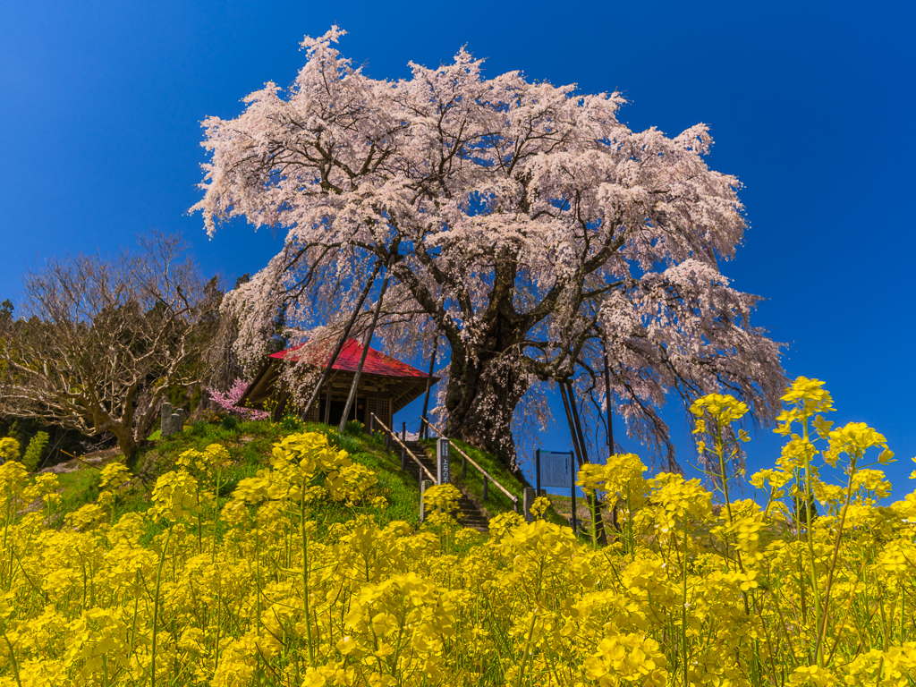 上石の不動桜