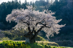 小沢の桜Ⅱ