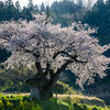 小沢の桜Ⅱ